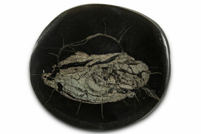 Polished Fish Coprolite (Fossil Poo) Nodule Half - Scotland #355237